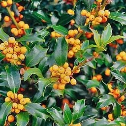 Саджанець Agro-Market Падуб Мезерва 2-х річний Golden Girl Mesgolg (С2, висота 20-40см) (180115)