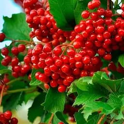 Саджанець Agro-Market Калина Уляна (ранній термін дозрівання) 1 шт. в пакуванні (178687)