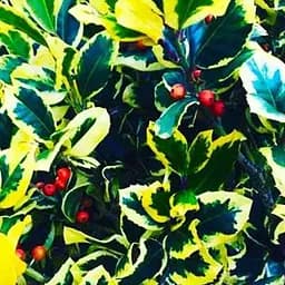 Пальма альтакларенская Голден Кинг (Ilex x altaclerensis Golden King) вазон Р9 (71761) 1 саженец в упаковке