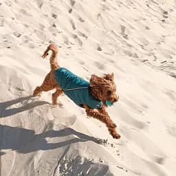 Жилет Pet Fashion E.Vest для собак, розмір M, морська хвиля - мініатюра 10