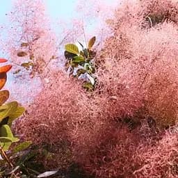 Скумпія звичайна (Cotinus Coggygria) висота 40-50см (188698) 1 саджанець