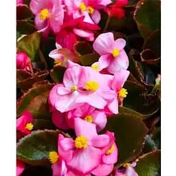 Бегонія вічноквітуча "Cocktail Vodka" (48686) 1 саженец