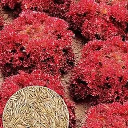 Насіння Agro-Market Салат Россело на вагу ціна за 3 г (177350)