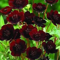 Космея Cosmos "Cherry Chocolate" (ефектний багаторічник) (189531) 1 саженец