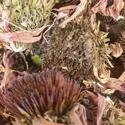 100 г эхинацея пурпурная цвет сушеный - свежий урожай