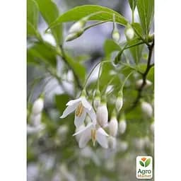 Саджанець Agro-Market Проліскове дерево Styrax japonicus (красиве, компактне, з ароматом пролісків) (181403) - мініатюра 4