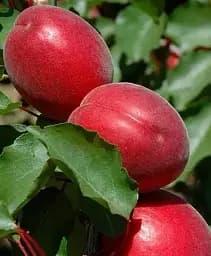 Саджанець Agro-Market Абрикос Рубіста (великоплідний, ранній термін дозрівання) 1 шт. в упаковці (156821)