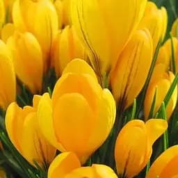 Крокус крупноцветковый "Yellow" 5 шт (17223)