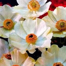 Анемона простая белая "The Bride" (размер 5/6, большой) 5 шт (23435)