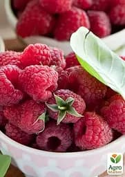 Саджанець Agro-Market Малина Маравілла 2 шт. в пакуванні (44768) - мініатюра 3