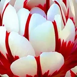 Тюльпан "Carnaval de Nice" 3 шт (17263)