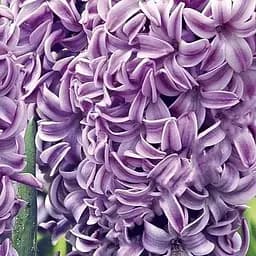 Гиацинт "Splendid Cornelia" 2 шт (17217)
