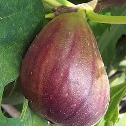 Інжир Турецький Agro-Market коричневий ремонтантний великоплідний транспортабельний сорт 183743 1 саджанець в упаковці