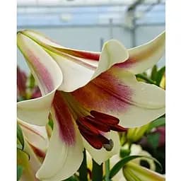 Цибулина Agro-Market Лілія Трубчаста Passion Moon (183750) 1 шт.