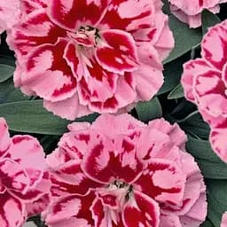 Гвоздика Махрова Oscar "Pink Heart" (188609) 1 саженец