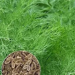 Насіння Agro-Market Кріп геркулес на вагу ціна за 20 г (22056)