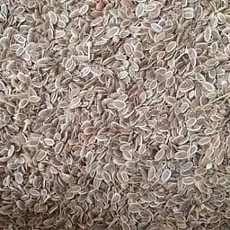 100 г укроп семена сушеные - свежий урожай