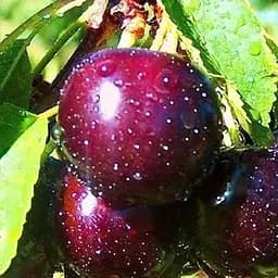 Саджанець Agro-Market Вишня Лутівка (43992) 1 шт. в упаковці