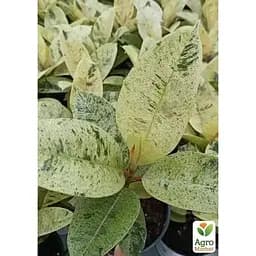 LMTD Фікус Agro-Market Еластика Moonshine 30-40 см колекційний сорт (185025) 1 саджанець в упаковці (кімнатний) Нідерланди