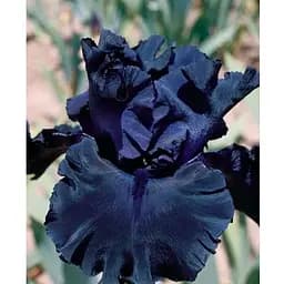 Ирис бородатый крупноцветковый "Fаde to Blaсk" 1 шт (25684)