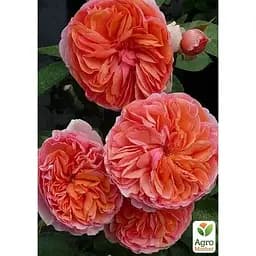 Роза шраб Agro-Market Chippendal в контейнере, высший сорт (190039) 1 саженец в упаковке