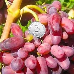 Саджанець Agro-Market Виноград Різауш (ранній термін дозрівання) 1 шт. в пакуванні (48839)