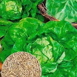 Семена Agro-Market Салат Сенатор 5 г (177349)