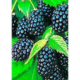 Саженец Agro-Market Ежевика поздняя Лох Несс (Loch Ness) 1 шт. в упаковке (23599)