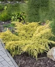 Саджанець Agro-Market Ялівець середній 3-річний Sheridan Gold С3 діаметр 25-30 см 1 шт. в упаковці (176862)