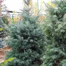 Ялиця щеплена Agro-Market 2-х річна одноколірна Hexe С1 висота 20-25 см 187446 1 саджанець в упаковці