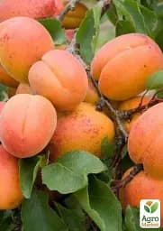 Саджанець Agro-Market Абрикос Аврора 1 шт. в упаковці (35790) - мініатюра 4