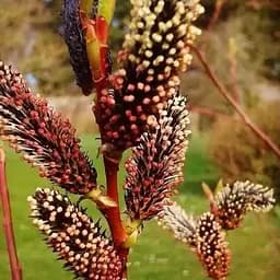 Верба тонкостовбурна чорна "Меланостахіс" (Salix gracilistyla "Melanostachys") висота 25-40см (62191) 1 саджанець