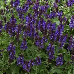 Шавлія Дубравна Blue Marvel (189115) 1 саженец