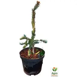 Саджанець Agro-Market Ялина 2-х річна Енгельмана Snake С3, висота 20-25 см (175170) - мініатюра 5