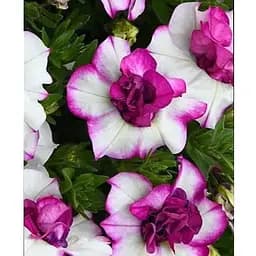 Петуния полуампельная Tumbelina "Nicola" (189796) 1 саженец