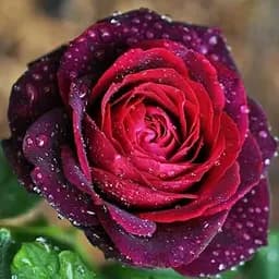 Роза шрабовая Agro-Market Графиня фон Харденберг Astrid Grafin von Hardenberg 1 шт. в упаковке (71852)