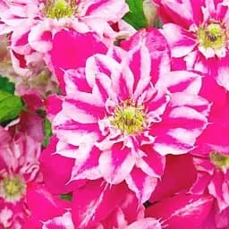 Саджанець Agro-Market Клематис 3-х річний My Darling С2 (61678)