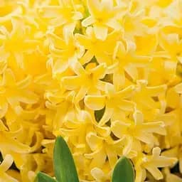 Гіацинт "Yellowstone" (186361) 2 шт