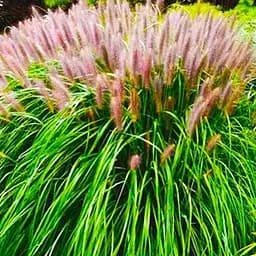 Саджанець Agro-Market Пеннісетум лісохвостий "Red Head" (Pennisetum alopecuroides Red Head) (72120) 1 шт. в упаковці