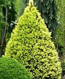 Саджанець Agro-Market Ялина канадська Daisy's White (ком/сітка) висота 60-70 см 1 шт. в упаковці (183039)