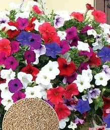 Насіння Весна Петунія ампельна, на вагу, ціна за 1.5 г (13281)