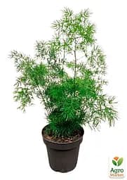 Саджанець Agro-Market Аспарагус Umbrellatus кімнатний 25-35 см 1 шт. в упаковці (179045) - мініатюра 4