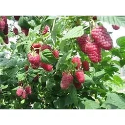 Саджанець Agro-Market Малинове дерево Богатир 1 шт. в упаковці (37026) - мініатюра 3