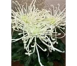 Саджанець Agro-Market Хризантема Fireworks Cream (низькоросла великоквіткова) (112744) 1 шт. в упаковці