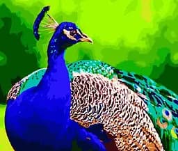 Набір для розпису по номерах Яскравий павлін, Strateg, 40x50 см, GS183