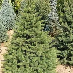 Ялина зелена Agro-Market Kaibab від 100 до 125 см 182969 1 саджанець в упаковці