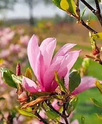 Магнолія Agro-Market щеплена 4-річна суланжа Susanne висота 100-150 см 1 саджанець в упаковці