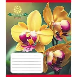 Зошит учнівський "Орхідея" Leader 036-570137K-1 в клітинку, 36 аркушів