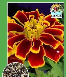 Семена Весна Бархатцы Вишневый браслет 0.3 г (11275)