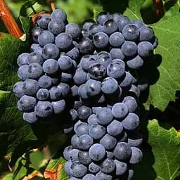 Саджанець Agro-Market Виноград Неббіоло (італійський винний сорт) 1 шт. в пакуванні (178131)